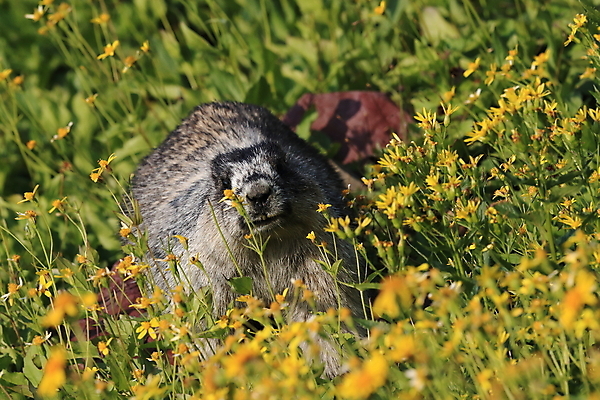 포토 JPG 해외이미지 꽃 야생동물 포유류 자국 산 털 사람없음 야외 옆모습 가로 빨간색 초록색 여름 햇빛 갈색 봄 하이킹 회색 개화 황무지 재산 호루라기 가득함 빙하 북쪽 휘파람 해외202105 해외포토 식물 동물 계절 뷰포인트 컬러 레저 금융 태양 방향 파일형식