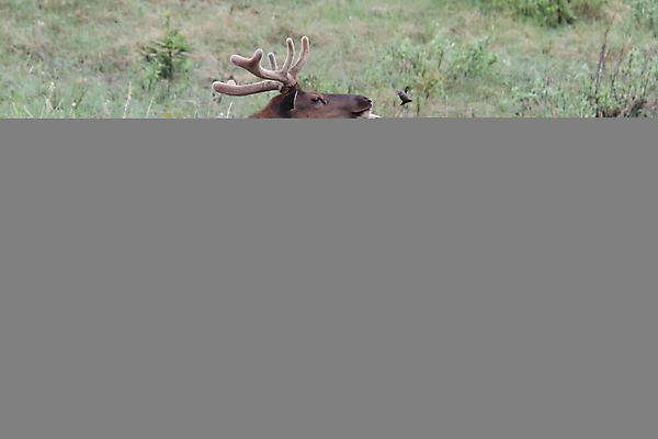 포토 JPG 해외이미지 동물 공원 여자 남자 야생동물 캐나다 날개 포유류 자연 조류 사슴 산 앉기 초원 사람없음 야외 환경 달러 가을 게임 황무지 군중 큼 바퀴자국 깃털 황소 사냥 서식지 동물상 밴프 분배 앨버타 엘크 전국 해외202105 해외포토 계절 공공시설 돈 북아메리카 자국 모션 놀이 사람 조형물 소 크기 생태계 파일형식