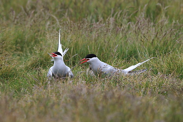 포토 JPG 해외이미지 동물 응시 야생동물 바다 섬 청소년 갈매기 조류 잉글랜드 병아리 아이슬란드 어업 사람없음 빨간색 흰색 아기 관찰 황무지 둥지 공격 북극 깃털 북쪽 철새 대서양 공격적 동물상 스칸디나비아 해외202105 해외포토 시선 유럽 산업 컬러 컨셉 모션 영국 사람 조형물 극지방 방향 파일형식