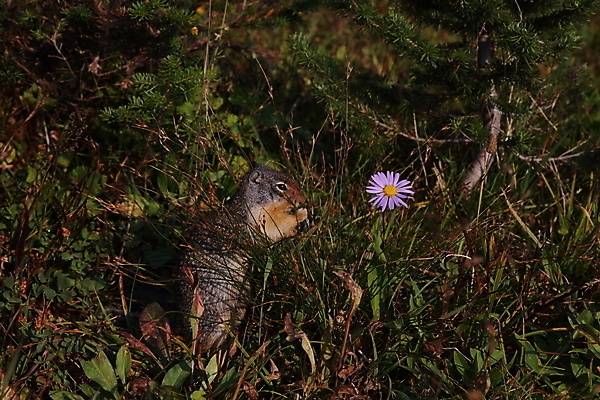 포토 JPG 해외이미지 동물 1 응시 공원 꽃 야생동물 백그라운드 캐나다 포유류 자연 사람없음 야외 초록색 갈색 콜롬비아 설치류 숲 먹기 호기심 빙하 다람쥐 청동 산악지대 땅바닥 밴프 앨버타 전국 해외202105 해외포토 식물 시선 공공시설 감정 컬러 컨셉 북아메리카 모션 산 바닥 남아메리카 생태계 파일형식