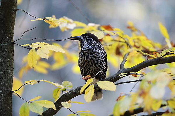 포토 JPG 해외이미지 나무 동물 유럽 야생동물 단풍 잎 자연 조류 산 이끼 사람없음 갈색 견과류 점 숲 먹기 도토리 동물상 수유 해외202105 해외포토 식물 나라 컬러 모션 조형물 생태계 파일형식