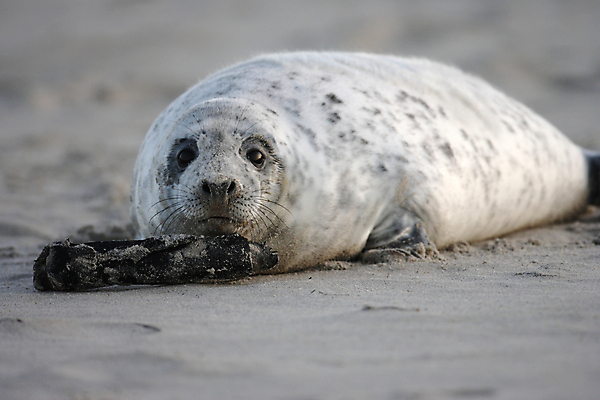 포토 JPG 해외이미지 동물 유럽 야생동물 새끼 바다 섬 포유류 자연 털 독일 사랑 해변 사람없음 야외 귀여움 환경 회색 코트 흰색 아기 신생아 보호 물개 모래언덕 북쪽 멸종 대서양 생태학 해외202105 해외포토 교육 감정 나라 컬러 컨셉 사람 바다동물 외투 방향 언덕 생태계 파일형식