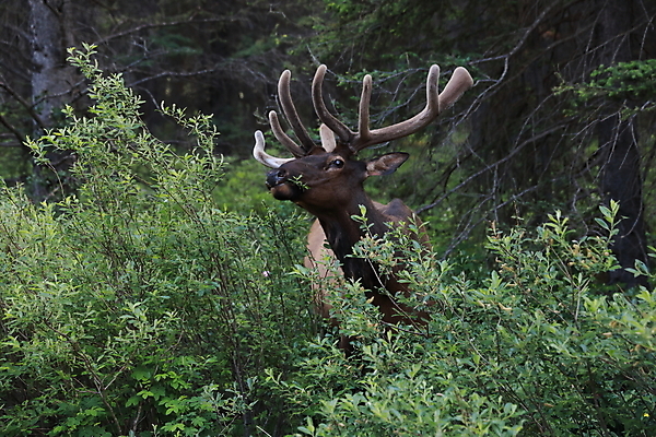 포토 JPG 해외이미지 동물 공원 남자 야생동물 캐나다 밭 포유류 자연 사슴 산 뿔 풍경 초원 사람없음 야외 초록색 갈색 숲 큼 먹이 먹기 바퀴자국 황소 사냥 내추럴 밴프 앨버타 엘크 웅장함 전국 로키산맥 그리너리 해외202105 해외포토 공공시설 컬러 북아메리카 농업 자국 모션 사람 소 크기 생태계 파일형식 트랜드컬러