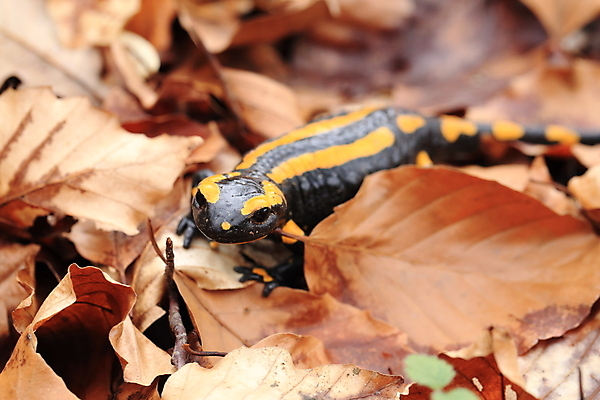 포토 JPG 해외이미지 동물 패턴 가족 불 산 종류 양서류 사람없음 초록색 파란색 노란색 검은색 프랑스 개울 동굴 플랫 숲 서식지 루마니아 불가리아 우크라이나 진짜 코르시카 해외202105 해외포토 자연요소 유럽 컬러 섬 무늬 관계 강 파일형식 남유럽