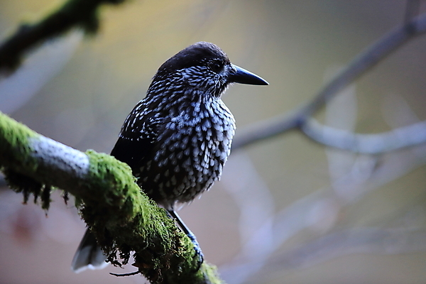 포토 JPG 해외이미지 나무 동물 유럽 야생동물 단풍 잎 자연 조류 산 이끼 사람없음 갈색 견과류 점 숲 먹기 도토리 동물상 수유 해외202105 해외포토 식물 나라 컬러 모션 조형물 생태계 파일형식