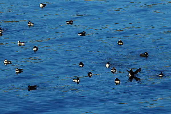 포토 JPG 해외이미지 동물 1 응시 꽃 유럽 야생동물 바다 섬 꽃무늬 오렌지 자연 조류 아이슬란드 종류 서기 사람없음 초록색 물 컬러풀 검은색 바위 흰색 재산 큼 북극 부리 북쪽 대서양 내추럴 스칸디나비아 해외202105 해외포토 자연요소 식물 시선 나라 컬러 무늬 과일 모션 금융 돌_바위 크기 극지방 방향 생태계 파일형식