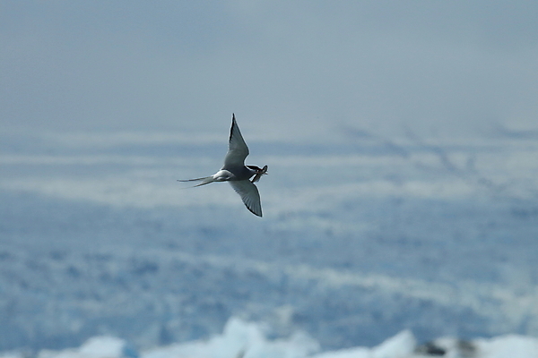 포토 JPG 해외이미지 응시 야생동물 바다 섬 날개 청소년 조류 낚시 아이슬란드 어업 사람없음 빨간색 파란색 검은색 회색 흰색 기도 자신감 우아함 북극 깃털 꼬리 부리 사냥꾼 북쪽 철새 계산서 수유 스칸디나비아 해외202105 해외포토 동물 직업 시선 감정 유럽 산업 컬러 컨셉 레저 사람 극지방 방향 파일형식