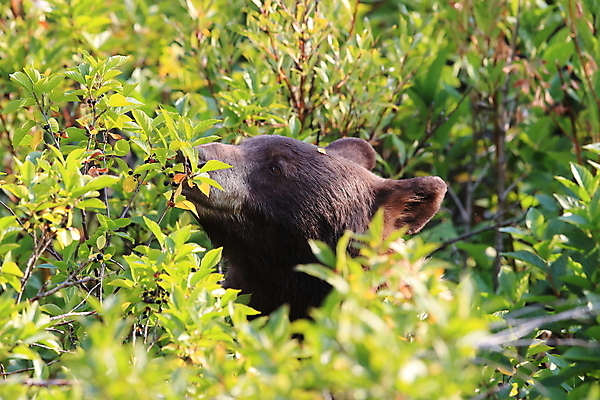 포토 JPG 해외이미지 나무 동물 1 공원 야생동물 북아메리카 밭 곰 포유류 자연 털 아메리카 사람없음 야외 가로 초록색 갈색 환경 검은색 미국 성장 황무지 숲 먹이 먹기 빙하 육식동물 개발 고립 전국 해외202105 해외포토 식물 공공시설 컬러 농업 모션 대륙 생태계 파일형식