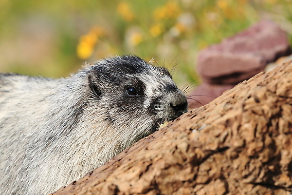 포토 JPG 해외이미지 꽃 야생동물 포유류 자국 산 털 사람없음 야외 옆모습 가로 빨간색 초록색 여름 햇빛 갈색 봄 하이킹 회색 개화 황무지 재산 호루라기 가득함 빙하 북쪽 휘파람 해외202105 해외포토 식물 동물 계절 뷰포인트 컬러 레저 금융 태양 방향 파일형식