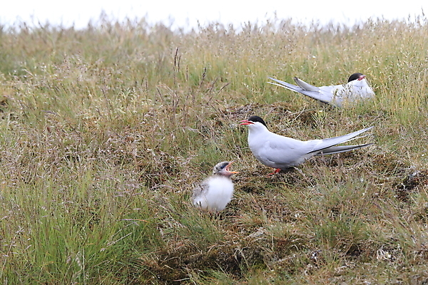 포토 JPG 해외이미지 동물 응시 야생동물 바다 섬 청소년 갈매기 조류 잉글랜드 병아리 아이슬란드 어업 사람없음 빨간색 흰색 아기 관찰 황무지 둥지 공격 북극 깃털 북쪽 철새 대서양 공격적 동물상 스칸디나비아 해외202105 해외포토 시선 유럽 산업 컬러 컨셉 모션 영국 사람 조형물 극지방 방향 파일형식