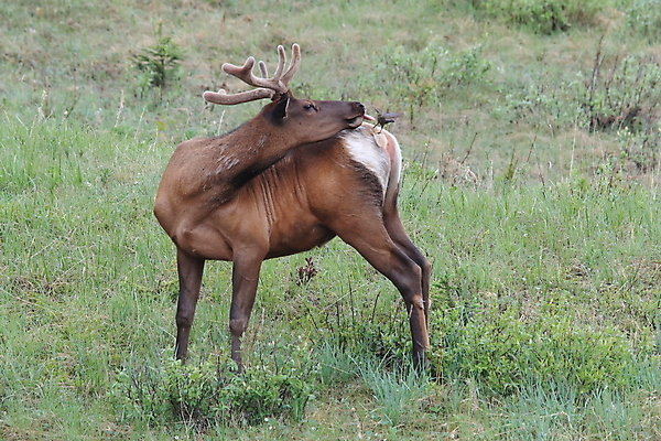 포토 JPG 해외이미지 동물 공원 여자 남자 야생동물 캐나다 날개 포유류 자연 조류 사슴 산 앉기 초원 사람없음 야외 환경 달러 가을 게임 황무지 군중 큼 바퀴자국 깃털 황소 사냥 서식지 동물상 밴프 분배 앨버타 엘크 전국 해외202105 해외포토 계절 공공시설 돈 북아메리카 자국 모션 놀이 사람 조형물 소 크기 생태계 파일형식