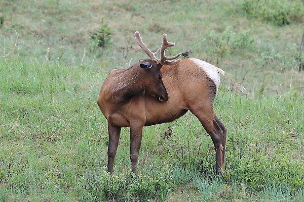 포토 JPG 해외이미지 동물 공원 여자 남자 야생동물 캐나다 날개 포유류 자연 조류 사슴 산 앉기 초원 사람없음 야외 환경 달러 가을 게임 황무지 군중 큼 바퀴자국 깃털 황소 사냥 서식지 동물상 밴프 분배 앨버타 엘크 전국 해외202105 해외포토 계절 공공시설 돈 북아메리카 자국 모션 놀이 사람 조형물 소 크기 생태계 파일형식
