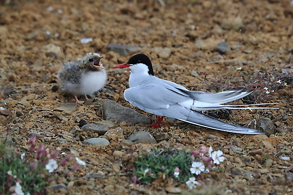 포토 JPG 해외이미지 동물 응시 야생동물 바다 섬 청소년 갈매기 조류 잉글랜드 병아리 아이슬란드 어업 사람없음 빨간색 흰색 아기 관찰 황무지 둥지 공격 북극 깃털 북쪽 철새 대서양 공격적 동물상 스칸디나비아 해외202105 해외포토 시선 유럽 산업 컬러 컨셉 모션 영국 사람 조형물 극지방 방향 파일형식