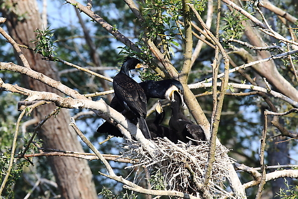 포토 JPG 해외이미지 나무 동물 유럽 날개 가족 자연 조류 주택 함께함 독일 병아리 어류 성인 사람없음 컵 물 강 갈색 환경 검은색 나뭇가지 그룹 황무지 둥지 큼 먹이 깃털 동물상 식민지 해외202105 해외포토 자연요소 식물 식기 나라 컬러 컨셉 관계 사람 건물 조형물 수중동물 크기 생태계 파일형식