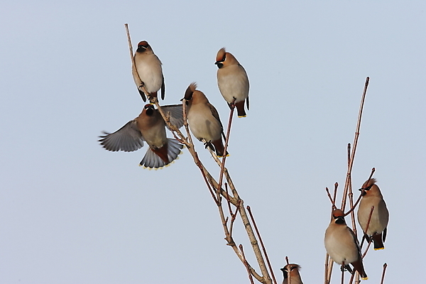포토 JPG 해외이미지 유럽 아시아 야생동물 북아메리카 자연 독일 앉기 동양인 성인 사람없음 먹기 참새 해외202105 해외포토 동물 나라 모션 조류 아메리카 사람 인종 생태계 파일형식
