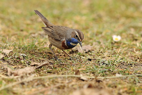 포토 JPG 해외이미지 나무 동물 응시 남자 야생동물 날개 오렌지 노래 자연 조류 독일 서기 앉기 사람없음 초록색 파란색 컬러풀 태양 노란색 봄 가수 보호 작음 5월 깃털 꼬리 철새 내추럴 바레인 해외202105 해외포토 자연요소 식물 시선 계절 유럽 음악 컬러 컨셉 과일 중동 모션 사람 음악가 날짜 크기 생태계 파일형식