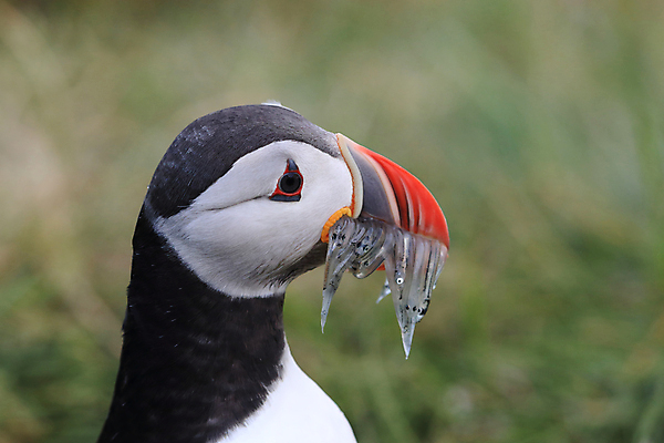 포토 JPG 해외이미지 유럽 2 자연 조류 아이슬란드 어류 서기 앉기 사람없음 가로 여름 컬러풀 깃털 언덕 부리 대서양 남쪽 계산서 식민지 헤드랜드 해외202105 해외포토 동물 계절 나라 바다 컬러 모션 수중동물 방향 생태계 파일형식
