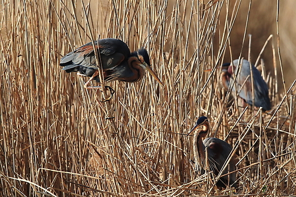 포토 JPG 해외이미지 주간 식물 동물 1 야생동물 신체 자연 조류 아침 독일 갈대 풍경 성인 사람없음 야외 물 파란색 햇빛 갈색 보라색 회색 쌍 둥지 왜가리 가득함 길이 기르기 동물상 접근 해외202105 해외포토 자연요소 유럽 컬러 사람 태양 조형물 생태계 돌봄 파일형식