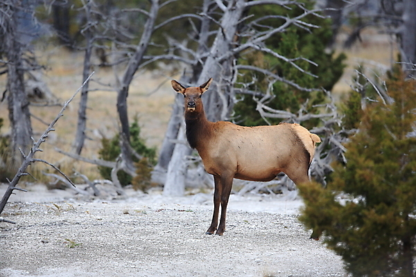 포토 JPG 해외이미지 응시 공원 여자 야생동물 여행 2 엄마 사슴 뿔 앉기 사람없음 강 쌓기 달러 미국 아기 관찰 양 뜨거움 소 닫기 쌍둥이 황소 영양 북쪽 타운 멸종위기동물 제비 노려봄 매머드 암사슴 엘크 와이오밍 전국 해외202105 해외포토 동물 시선 공공시설 돈 북아메리카 포유류 가족 모션 조류 표정 사람 도시 암컷 방향 파일형식 멸종위기종