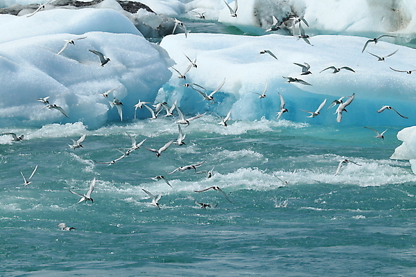 포토 JPG 해외이미지 응시 야생동물 바다 섬 날개 청소년 조류 낚시 아이슬란드 어업 사람없음 빨간색 파란색 검은색 회색 흰색 기도 자신감 우아함 북극 깃털 꼬리 부리 사냥꾼 북쪽 철새 계산서 수유 스칸디나비아 해외202105 해외포토 동물 직업 시선 감정 유럽 산업 컬러 컨셉 레저 사람 극지방 방향 파일형식