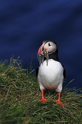 포토 JPG 해외이미지 유럽 2 자연 조류 아이슬란드 어류 서기 앉기 사람없음 가로 컬러풀 깃털 언덕 부리 대서양 남쪽 계산서 식민지 헤드랜드 해외202105 해외포토 동물 나라 바다 컬러 모션 수중동물 방향 생태계 파일형식