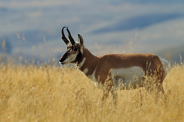 포토 JPG 해외이미지 동물 야생동물 백그라운드 밭 포유류 조류 하늘 산 뿔 풍경 초원 사람없음 야외 초록색 달리기 달러 미국 시골 그룹 황무지 군중 큼 속도 사냥 영양 북쪽 서식지 남쪽 암사슴 와이오밍 평야 해외202105 해외포토 컬러 돈 북아메리카 농업 모션 자연 사슴 사람 크기 암컷 방향 파일형식