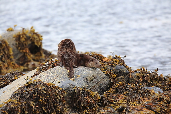 포토 JPG 해외이미지 나무 동물 유럽 얼굴 야생동물 겨울 포유류 자연 털 노르웨이 어업 사람없음 야외 물 강 갈색 머리 수영 젖음 게 관찰 닫기 묘사 코 귀 육식동물 북쪽 멸종 내추럴 동물상 해외202105 해외포토 자연요소 식물 계절 나라 산업 컬러 모션 갑각류 신체부위 조형물 수상스포츠 방향 생태계 파일형식