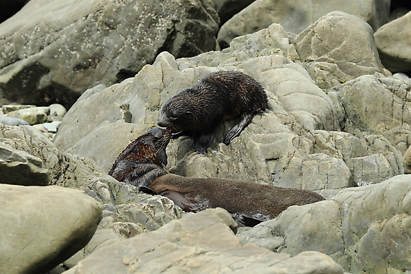 포토 JPG 해외이미지 동물 여자 야생동물 바다 포유류 포옹 엄마 새로움 털 사람없음 갈색 평화 귀여움 검은색 아기 행운 호주 사자 작음 물개 뉴질랜드 남쪽 식민지 해외202105 해외포토 컬러 컨셉 가족 안기 사람 바다동물 오세아니아 크기 방향 파일형식