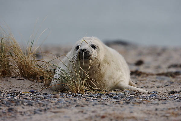 포토 JPG 해외이미지 동물 유럽 야생동물 새끼 바다 섬 포유류 자연 털 독일 사랑 해변 사람없음 야외 귀여움 환경 회색 코트 흰색 아기 신생아 보호 물개 모래언덕 북쪽 멸종 대서양 생태학 해외202105 해외포토 교육 감정 나라 컬러 컨셉 사람 바다동물 외투 방향 언덕 생태계 파일형식