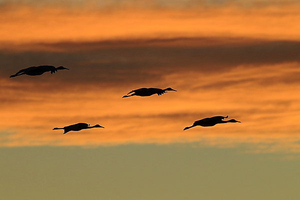 포토 JPG 해외이미지 동물 실루엣 호수 야생동물 날개 모션 조류 하늘 새로움 산 멕시코 옥수수 풍경 사람없음 빨간색 황혼 일몰 회색 연못 쌍 은색 언덕 기중기 물새 많음 수평선 해외202105 해외포토 컬러 컨셉 북아메리카 곡류 촬영기법 노을 중장비 파일형식