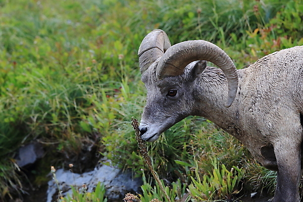 포토 JPG 해외이미지 동물 공원 남자 야생동물 여행 캐나다 곡선 포유류 자연 산 털 뿔 사람없음 옆모습 책 미국 시골 양 큼 트로피 활 사냥 오르기 양궁 북쪽 서식지 램 신발장 전국 로키산맥 해외202105 해외포토 공공시설 선 스포츠 뷰포인트 북아메리카 모션 사람 크기 방향 상_우승 생태계 파일형식