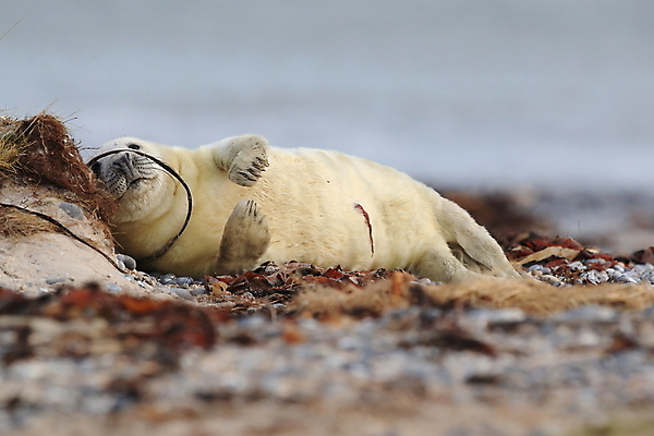 포토 JPG 해외이미지 동물 유럽 야생동물 새끼 모래 바다 섬 겨울 포유류 자연 놀이 털 독일 사랑 해변 사람없음 야외 귀여움 환경 금속 회색 코트 흰색 아기 신생아 보호 물개 모래언덕 폭풍 북쪽 멸종 대서양 생태학 해외202105 해외포토 계절 교육 감정 나라 컬러 컨셉 재질 날씨 사람 바다동물 외투 방향 언덕 생태계 파일형식