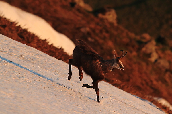 포토 JPG 해외이미지 동물 응시 유럽 야생동물 신체 장난 포유류 놀이 휴가 산 뿔 종류 초원 성인 사람없음 빛 컬러풀 프랑스 작음 방목 보석 가득함 손목시계 즐거움 싱글 알프스 서식지 길이 내추럴 찰과상 해외202105 해외포토 시선 감정 나라 시계 컬러 장신구 사람 축산업 상처 크기 광석 파일형식