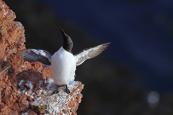 포토 JPG 해외이미지 동물 야생동물 바다 섬 여행 백그라운드 날개 자연 조류 독일 흑백 어류 사람없음 빨간색 검은색 회색 바위 흰색 둥지 깃털 부리 사암 계산서 내추럴 동물상 해외202105 해외포토 유럽 컬러 촬영기법 조형물 수중동물 돌_바위 생태계 파일형식