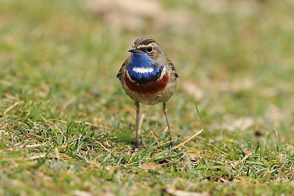 포토 JPG 해외이미지 나무 동물 응시 남자 야생동물 날개 오렌지 노래 자연 조류 독일 서기 앉기 사람없음 초록색 파란색 컬러풀 태양 노란색 봄 가수 보호 작음 5월 깃털 꼬리 철새 내추럴 바레인 해외202105 해외포토 자연요소 식물 시선 계절 유럽 음악 컬러 컨셉 과일 중동 모션 사람 음악가 날짜 크기 생태계 파일형식