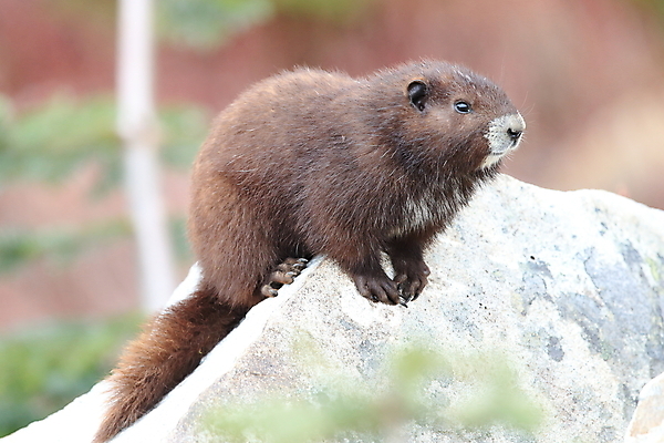 포토 JPG 해외이미지 주간 동물 척추동물 1 야생동물 섬 캐나다 신체 포유류 자연 영국 산 사람없음 야외 세로 초록색 금지 콜롬비아 가득함 집중 멸종 동물상 땅바닥 벤쿠버 해외202105 해외포토 자연요소 유럽 컬러 컨셉 북아메리카 바닥 조형물 남아메리카 생태계 파일형식