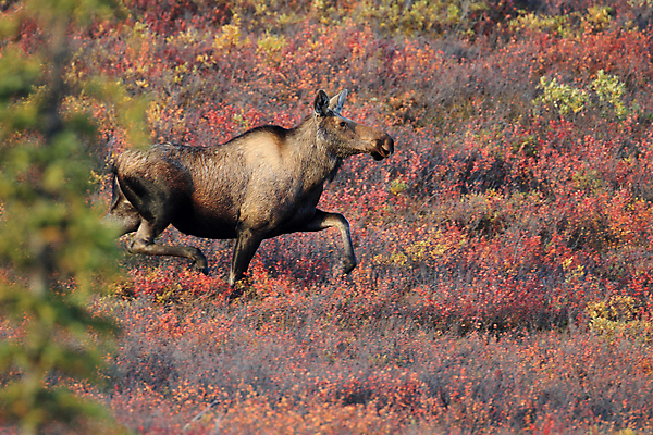 포토 JPG 해외이미지 나무 동물 공원 남자 야생동물 여행 북아메리카 포유류 자연 초식동물 사슴 산 뿔 국립공원 풍경 사람없음 야외 초록색 미국 가을 황무지 닫기 숲 큼 바퀴자국 황소 북쪽 알래스카 서쪽 전국 해외202105 해외포토 식물 계절 공공시설 컬러 자국 모션 아메리카 사람 소 크기 방향 생태계 파일형식