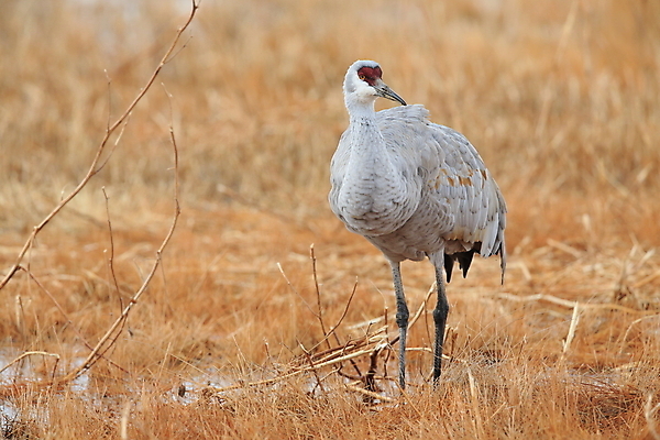 포토 JPG 해외이미지 동물 호수 2 캐나다 날개 조류 새로움 산 멕시코 함께함 풍경 사람없음 야외 초록색 물 반사 갈색 회색 마시기 가을 연못 습지 은색 기중기 뉴멕시코 해외202105 해외포토 자연요소 계절 컬러 컨셉 북아메리카 모션 중장비 파일형식