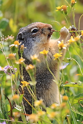 포토 JPG 해외이미지 동물 1 응시 공원 꽃 야생동물 백그라운드 캐나다 포유류 자연 사람없음 야외 초록색 갈색 콜롬비아 설치류 숲 먹기 호기심 빙하 다람쥐 청동 산악지대 땅바닥 밴프 앨버타 전국 해외202105 해외포토 식물 시선 공공시설 감정 컬러 컨셉 북아메리카 모션 산 바닥 남아메리카 생태계 파일형식