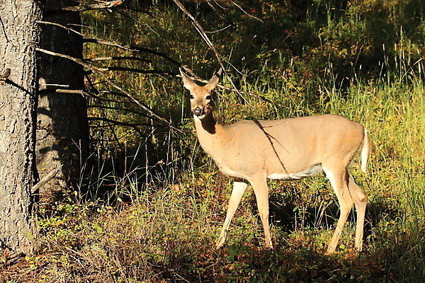 포토 JPG 해외이미지 동물 응시 남자 호수 야생동물 포유류 자연 초식동물 뿔 국립공원 성인 사람없음 야외 물 달러 흰색 쌍 황무지 숲 큼 가루 트로피 꼬리 북쪽 동물상 수유 아기사슴 해외202105 해외포토 자연요소 시선 공원 새끼 컬러 돈 사슴 사람 조형물 크기 방향 상_우승 생태계 파일형식