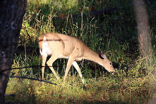 포토 JPG 해외이미지 동물 응시 남자 호수 야생동물 포유류 자연 초식동물 뿔 국립공원 성인 사람없음 야외 물 달러 흰색 쌍 황무지 숲 큼 가루 트로피 꼬리 북쪽 동물상 수유 아기사슴 해외202105 해외포토 자연요소 시선 공원 새끼 컬러 돈 사슴 사람 조형물 크기 방향 상_우승 생태계 파일형식