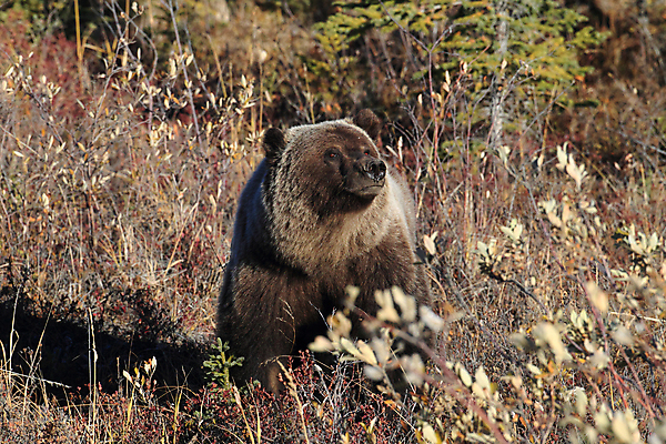 포토 JPG 해외이미지 동물 척추동물 공원 도로 야생동물 백그라운드 곰 포유류 자연 낚시 털 초원 사람없음 야외 초록색 여름 강 갈색 걷기 봄 가을 흰색 위험 큼 블루베리 육식동물 알래스카 고립 노란배경 해외202105 해외포토 계절 공공시설 길 컬러 컨셉 과일 교통시설 모션 레저 노란색 미국 크기 생태계 파일형식