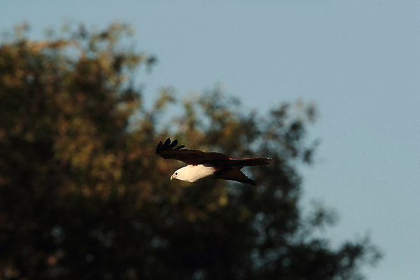 포토 JPG 해외이미지 나무 동물 공원 아시아 야생동물 백그라운드 날개 자연 조류 낚시 사람없음 야외 빨간색 초록색 갈색 환경 자유 흰색 호주 숲 먹이 깃털 연 꼬리 부리 독수리 육식동물 내추럴 해외202105 해외포토 식물 공공시설 나라 컬러 컨셉 레저 놀이용품 오세아니아 생태계 파일형식