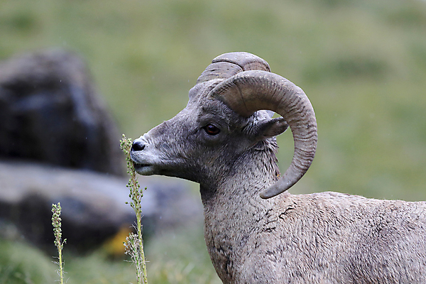 포토 JPG 해외이미지 동물 공원 남자 야생동물 여행 캐나다 곡선 포유류 자연 산 털 뿔 사람없음 옆모습 책 미국 바위 시골 양 큼 트로피 활 사냥 오르기 양궁 북쪽 서식지 램 신발장 전국 로키산맥 해외202105 해외포토 공공시설 선 스포츠 뷰포인트 북아메리카 모션 사람 크기 방향 상_우승 생태계 파일형식
