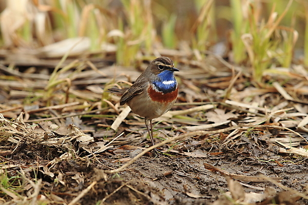 포토 JPG 해외이미지 나무 동물 응시 남자 야생동물 날개 오렌지 노래 자연 조류 독일 서기 앉기 사람없음 초록색 파란색 컬러풀 태양 노란색 봄 가수 보호 작음 5월 깃털 꼬리 철새 내추럴 바레인 해외202105 해외포토 자연요소 식물 시선 계절 유럽 음악 컬러 컨셉 과일 중동 모션 사람 음악가 날짜 크기 생태계 파일형식