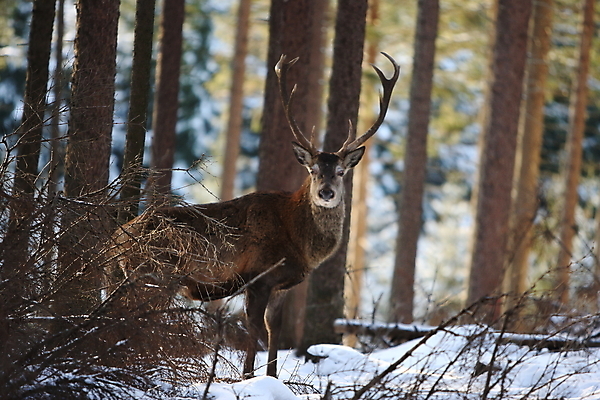 포토 JPG 해외이미지 나무 동물 척추동물 한마리 남자 야생동물 겨울 포유류 자연 사슴 생물 뿔 사람없음 야외 빨간색 세로 컬러풀 갈색 달러 추위 가을 흰색 숲 큼 바퀴자국 흰배경 내추럴 엘크 웅장함 초식 눈내림 반추동물 해외202105 해외포토 식물 1 계절 컬러 백그라운드 돈 자국 눈_날씨 사람 크기 생태계 파일형식
