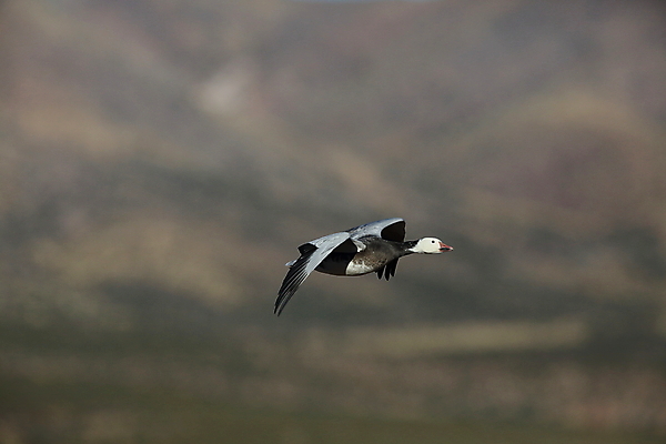 포토 JPG 해외이미지 동물 호수 야생동물 이동 겨울 날개 자연 조류 하늘 사람없음 야외 빨간색 물 파란색 검은색 봄 흰색 시골 그룹 우아함 군중 깃털 사냥 거위 물새 철새 뉴멕시코 해외202105 해외포토 자연요소 계절 컬러 컨셉 사람 생태계 파일형식