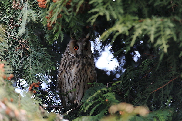 포토 JPG 해외이미지 나무 동물 응시 공원 여자 남자 야생동물 자연 조류 앉기 사람없음 목재 초록색 봄 덮개 숲 먹이 심볼 사냥 귀 육식동물 자작나무 동물상 옛날 해외202105 해외포토 식물 시선 계절 공공시설 컬러 재료 모션 사람 신체부위 조형물 뚜껑 생태계 파일형식