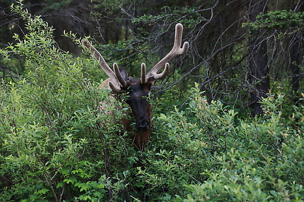 포토 JPG 해외이미지 동물 공원 남자 야생동물 캐나다 밭 포유류 자연 사슴 산 뿔 풍경 초원 사람없음 야외 초록색 갈색 숲 큼 먹이 먹기 바퀴자국 황소 사냥 내추럴 밴프 앨버타 엘크 웅장함 전국 로키산맥 그리너리 해외202105 해외포토 공공시설 컬러 북아메리카 농업 자국 모션 사람 소 크기 생태계 파일형식 트랜드컬러