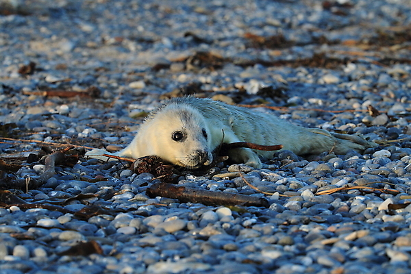 포토 JPG 해외이미지 동물 유럽 야생동물 새끼 바다 섬 포유류 자연 털 독일 사랑 해변 사람없음 야외 귀여움 환경 회색 코트 흰색 아기 신생아 보호 물개 모래언덕 북쪽 멸종 대서양 생태학 해외202105 해외포토 교육 감정 나라 컬러 컨셉 사람 바다동물 외투 방향 언덕 생태계 파일형식